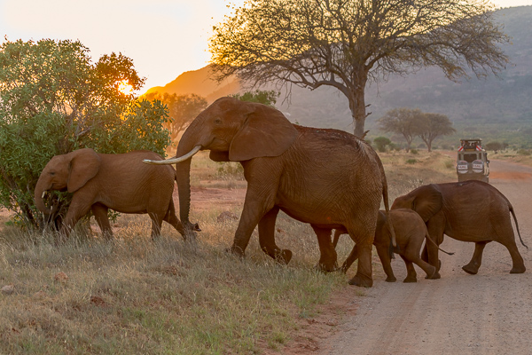 В эти дни мы также видели много знаменитых красных слонов из Цаво - там есть слоны этого необычного цвета, потому что они засыпаны красным песком - это производит огромное впечатление